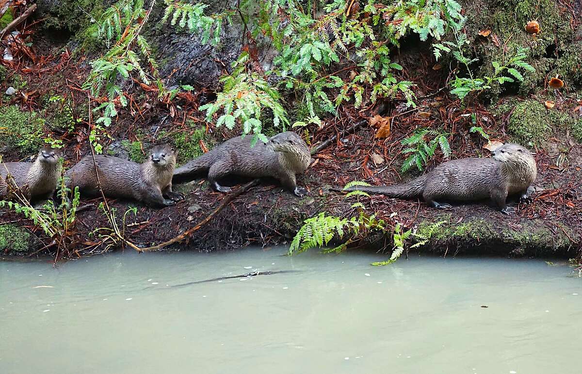 A family of river otters chase adult salmon as they are spawning on the banks of Lagunitas Creek.