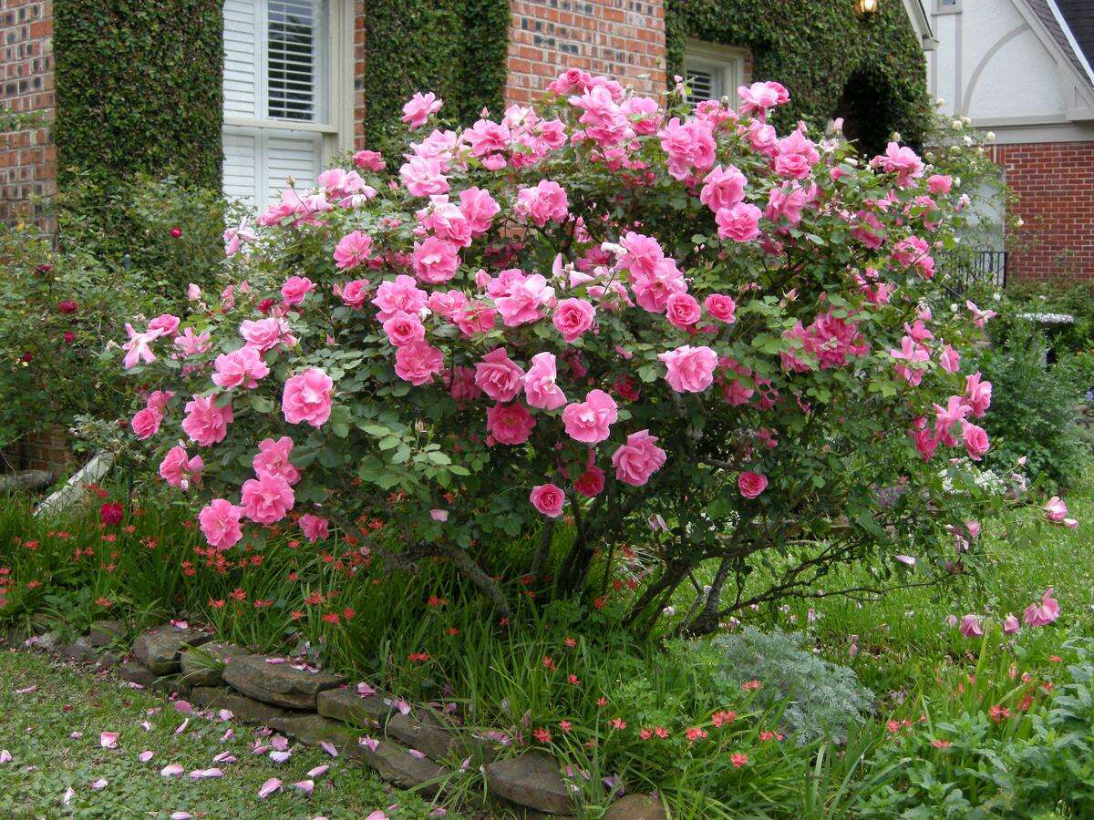 Calvin Finch: Your guide to tough, drought-tolerant roses that thrive ...