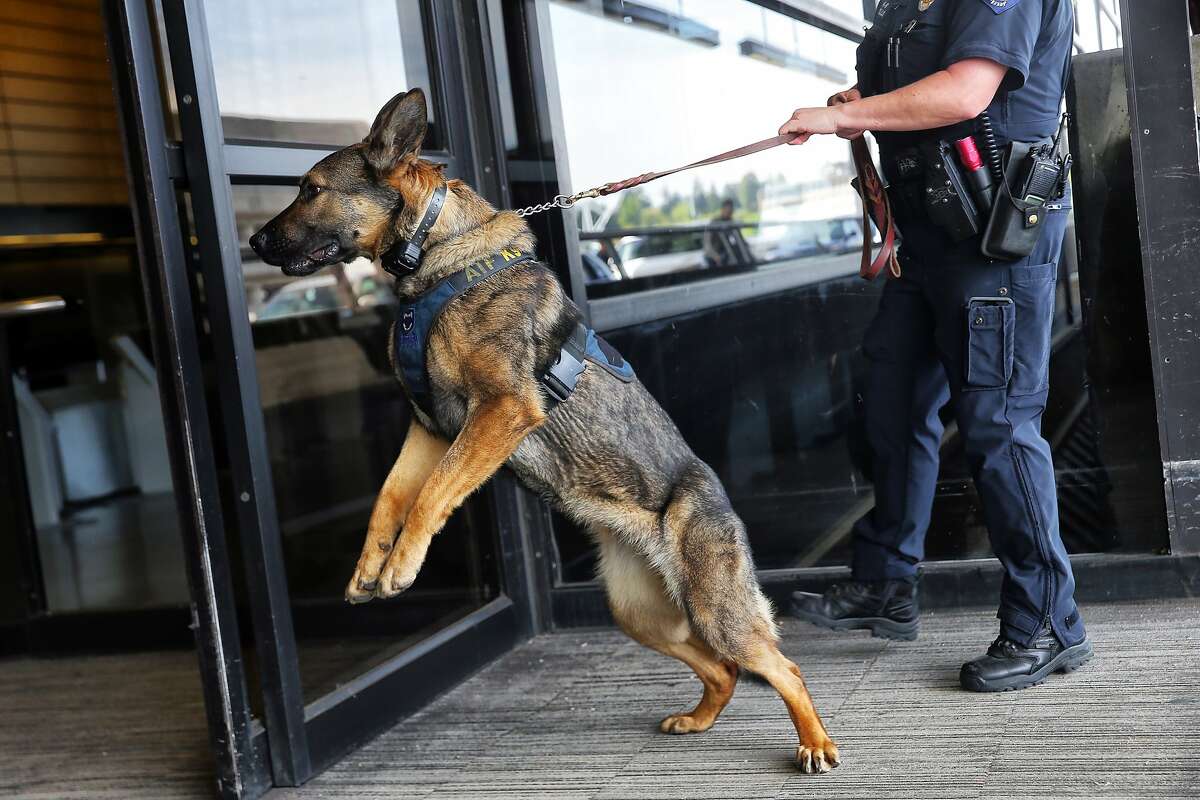 An officer handles a K-9 explosive sniffing dog at Sea-Tac Airport on Tuesday, May 9, 2017. (Genna Martin, seattlepi.com)