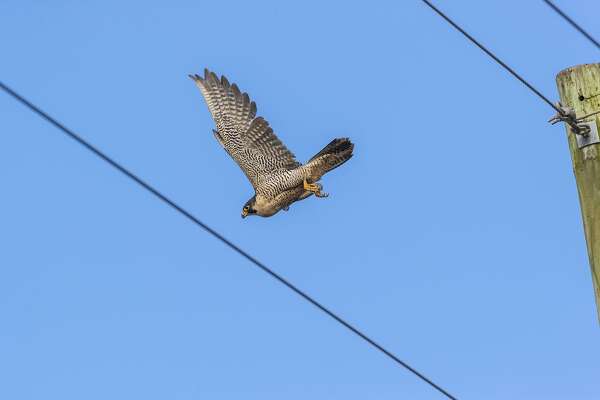 Meet The Peregrine Falcon The Worlds Fastest Flying Bird