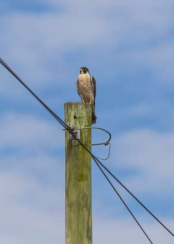 Meet The Peregrine Falcon The Worlds Fastest Flying Bird