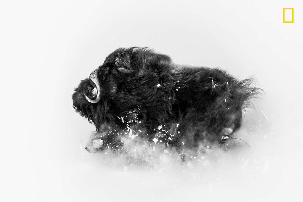 Winners of the 2018 National Geographic Photo Contest, 2nd Place, Wildlife A few miles from Qaanaaq (Thule), Greenland, I was on a hike in search of musk oxen when I came upon a group of them. This ox was running on a hillside in deep snow, which exploded underneath it—an amazing sight. The photo came together in a few seconds. I was lucky enough to be at the right spot to observe them frolicking, and then I had the incredible experience of watching them closely for about an hour. I love photographing musk oxen against the wintry landscape: They're extremely tough Arctic survivors. This photo shows their beauty and their power—and the snow they deal with for about eight months of the year. Link: https://yourshot.nationalgeographic.com/photos/11760389