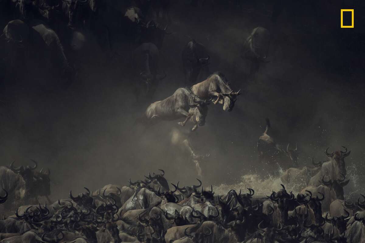 Winners of the 2018 National Geographic Photo Contest, 1st Place, Wildlife It was early morning when I saw the wildebeests crossing Tanzania's Mara River. The layering of dust, shade, and sun over the chaos of wildebeests kicking up water gives this picture a sense of mystique and allure. It's almost like an old painting—I'm still compelled to search the detail of the image to absorb the unreal scene. Link: https://yourshot.nationalgeographic.com/photos/12945758