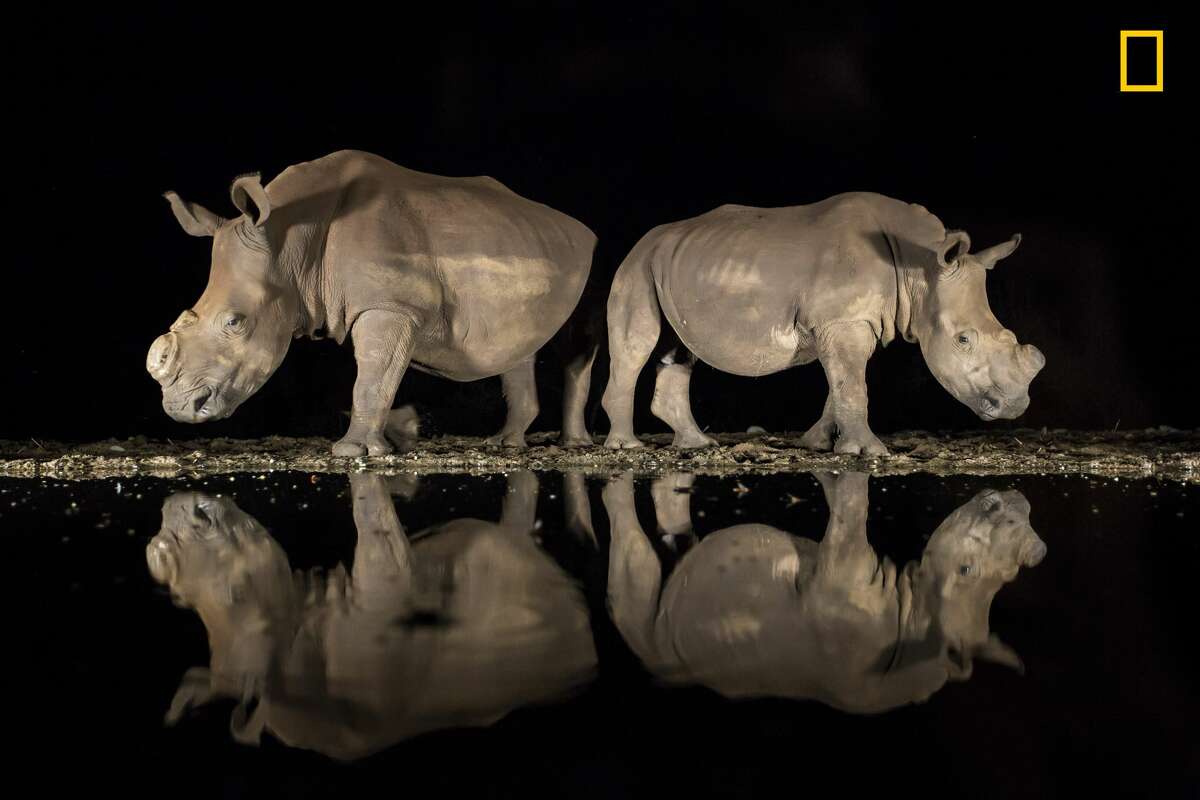 Winners of the 2018 National Geographic Photo Contest, 3rd Place, Wildlife As the late-night hours ticked by and my eyelids grew heavy, two southern white rhinoceroses appeared silently from the shadows to drink from a watering hole in South Africa's Zimanga Game Reserve. On alert, they stood back to back, observing their surroundings before lowering  their heads. I felt privileged to share this moment with these endangered animals. While I was well prepared technically, with my camera set correctly on a tripod, I underestimated the emotional impact the magnificent beasts would have on me. I had photographed them months earlier, and now both rhinos sported a new look: They had been dehorned to deter poachers. I had heard about this development but had not yet seen them. I was full of emotion—and horror—that poaching had such a devastating effect. It must have been a hard decision to dehorn their rhinos, and I am grateful for the reserve's efforts. Link: https://yourshot.nationalgeographic.com/photos/12905481 DO NOT USE