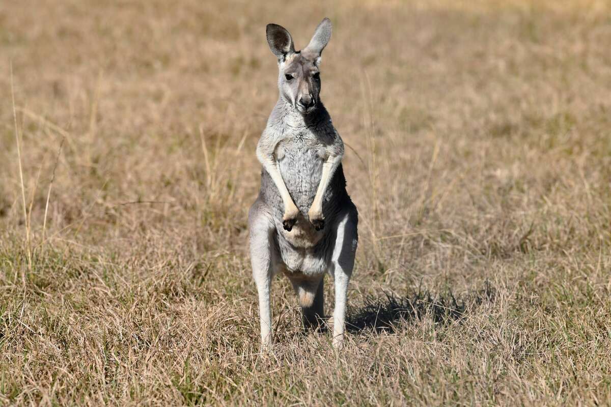 A kangaroo spotted in Lumberton. Photo taken Guiseppe Barranco/The Enterprise