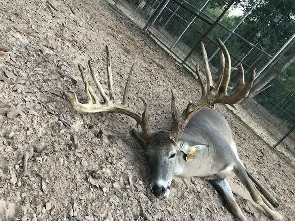 In a lawsuit filed in Harris County, the owner of a deer breeding facility claims leaks from a Kinder Morgan-owned natural gas pipeline killed nearly 40 animals on his property.