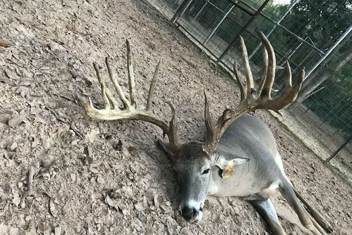 Lawsuit blames East Texas deer deaths on natural gas pipeline