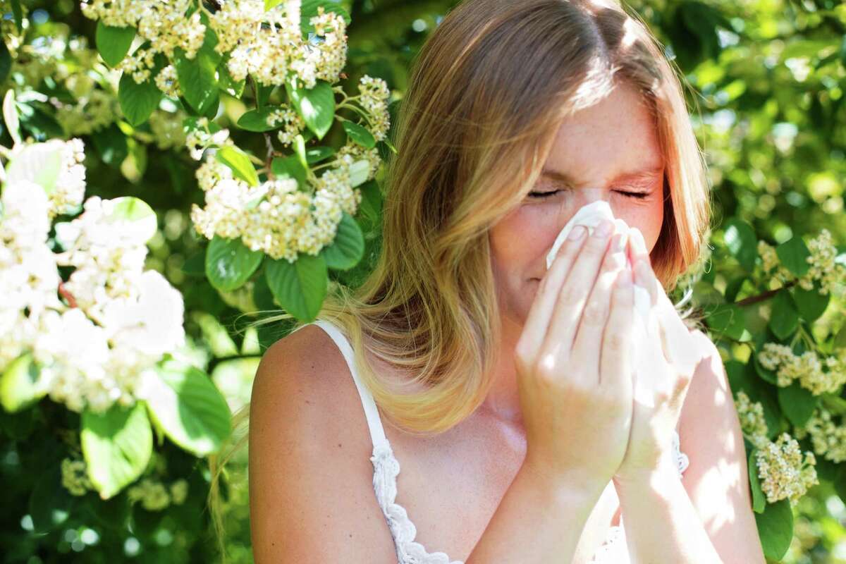 Cedar allergies to reach fever pitch this winter in San Antonio and