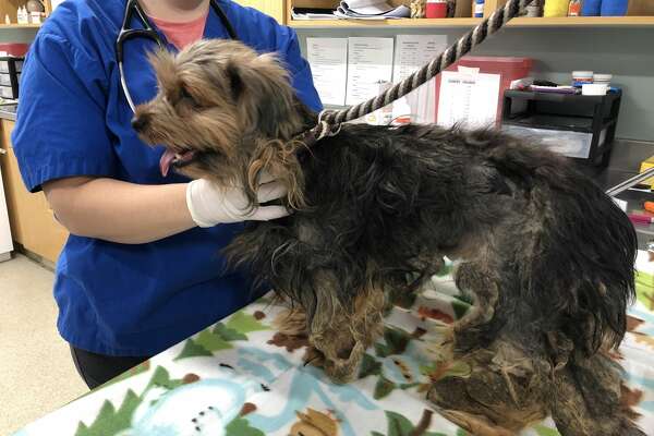 hudson animal shelter