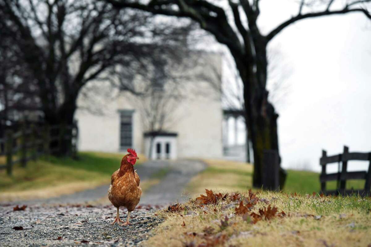 A fowl roams the grounds at Oxon Cove Park, a farm operated by the National Park Service in Prince George's County, Maryland, since 1959, is where Gov. Larry Hogan wants the NFL's Washington Redskins to build their next stadium. Washington Post photo by Rachel Chason.