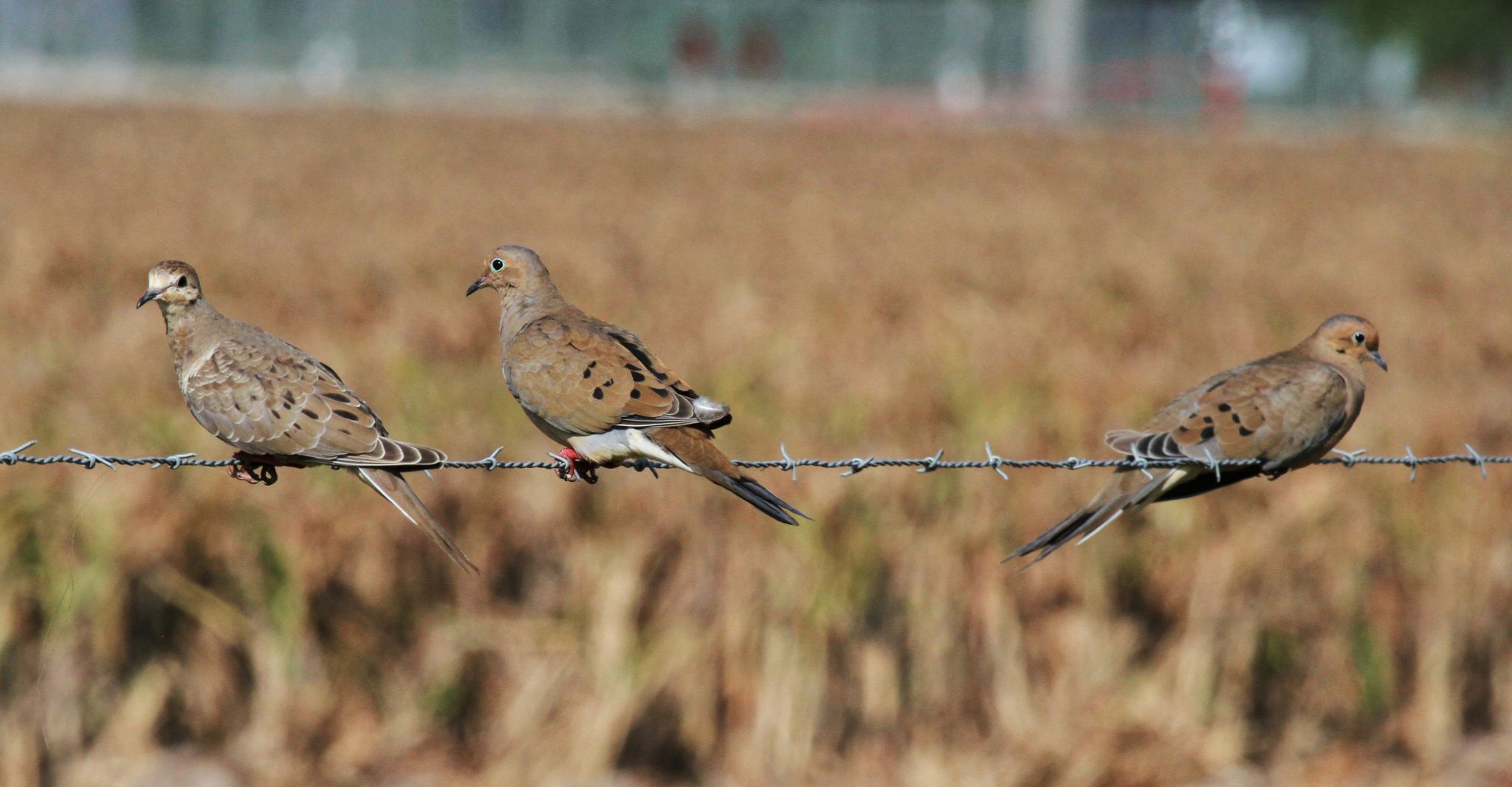 Winter dove season gains in popularity with wingshooters