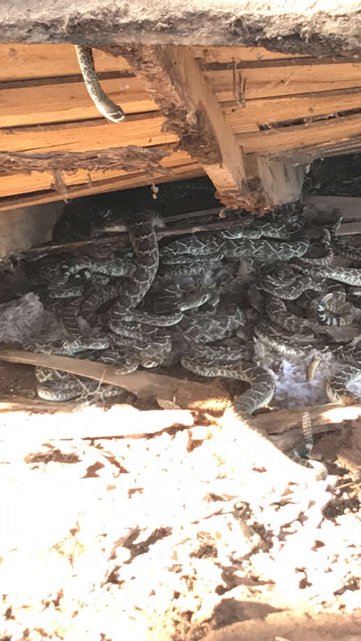 Video Texas Man Finds Dozens Of Rattlesnakes Under Building