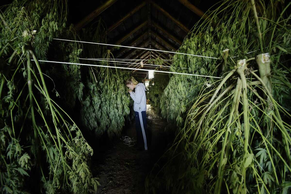 Iris Rogers checks on some of the hemp plants hanging in one of the barns at her farm on Oct. 16 in Hebron, N.Y. The hemp plants need to dry out before being sent to be processed. Rogers and her sister, Sarah Rogers, are harvesting their first crop of hemp plants. Some of the plants will be used for CBD oil. (Paul Buckowski/Times Union)