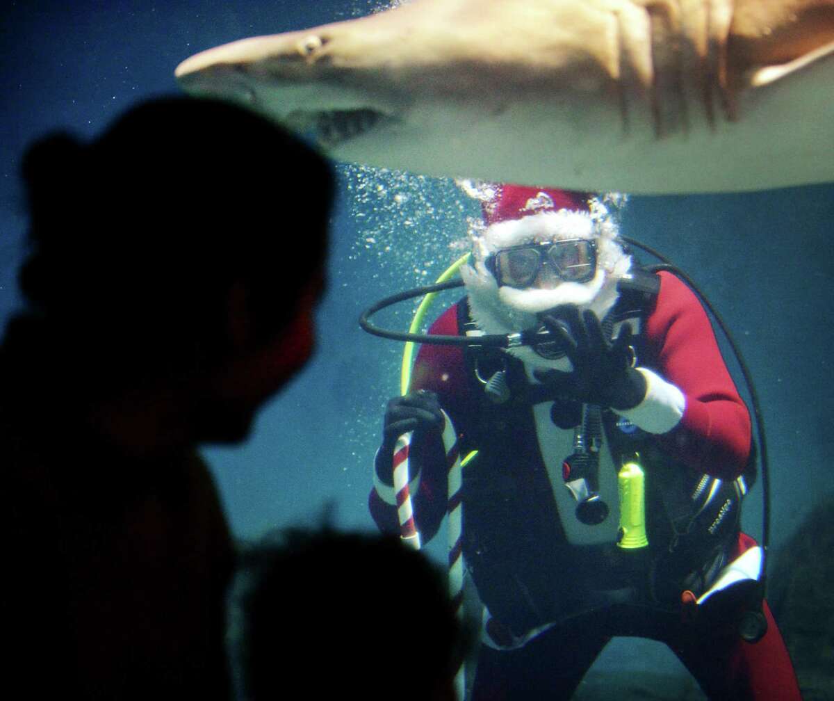 Volunteer Tom Thomes plays Santa Claus as he joins The Maritime Aquarium?’s dive team Thursday, December 20, 2018, in the Aquarium?’s 110,000-gallon ?“Ocean Beyond the Sound?” exhibit, which is home to 7- and 8-foot sharks, in Norwalk, Conn. Several times each week through the holiday season Santa dives with a regular Aquarium program where guests can see and talk with volunteer divers swimming in the exhibit. The purpose of the dives is to correct common misperceptions about sharks, as the divers demonstrate how sharks do not see humans as prey. The Santa dives continue at 12:15pm and 2:15 pm on the December 22, 23, 27, 29 and 30.