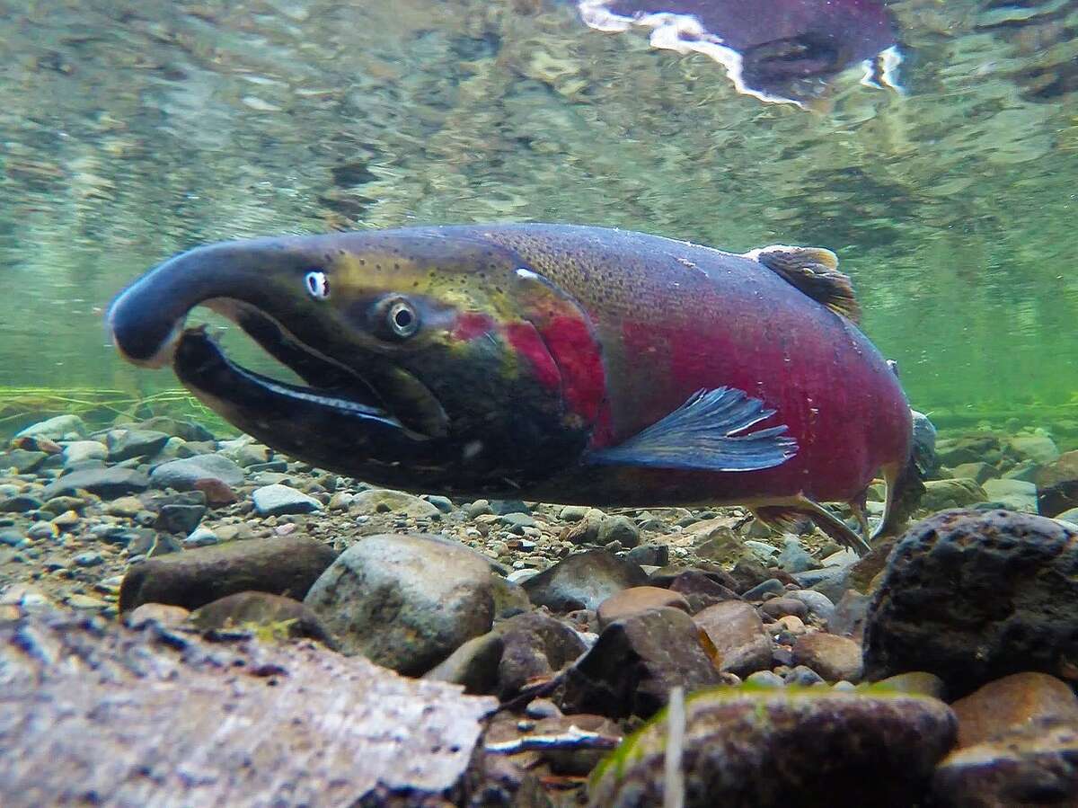 Coho salmon spawning on the Salmon River in northwestern Oregon.
