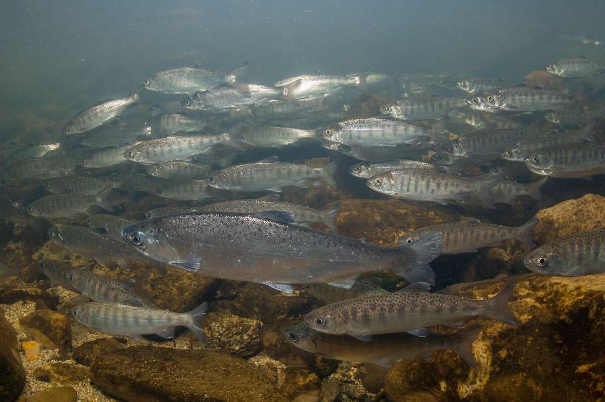 A school of juvenile coho salmon.