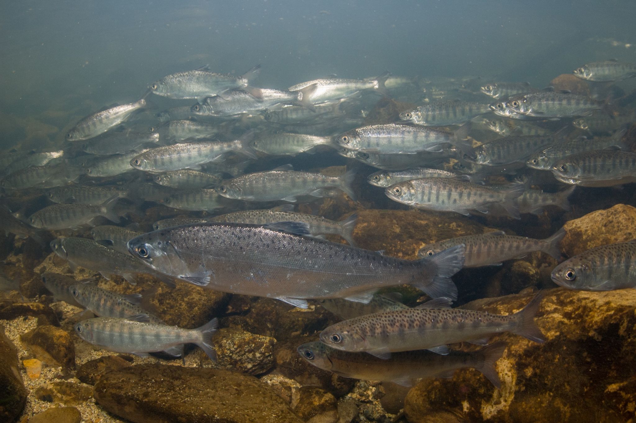 UW Study: Ocean acidification could kill salmon sense of smell