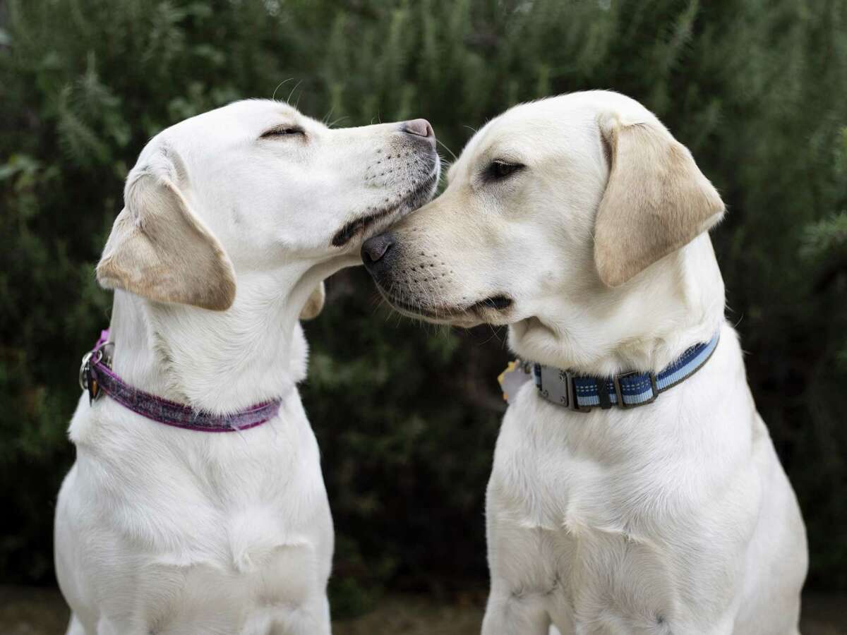 Ivy, left, and Ike, right, are sister and brother 1-year-old yellow Labrador guide dogs in training at Guide Dogs of Texas. Guide Dogs of Texas has been operating since 1989 and serviced the blind with over 230,000 days of guided sight. These dogs are selected for their temperament for training and at the age of two will be paired with a client in the community. At the age of 10 they are usually retired from service.