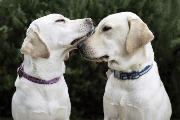 Ivy, left, and Ike, right, are sister and brother 1-year-old yellow Labrador guide dogs in training at Guide Dogs of Texas. Guide Dogs of Texas has been operating since 1989 and serviced the blind with over 230,000 days of guided sight. These dogs are selected for their temperament for training and at the age of two will be paired with a client in the community. At the age of 10 they are usually retired from service.