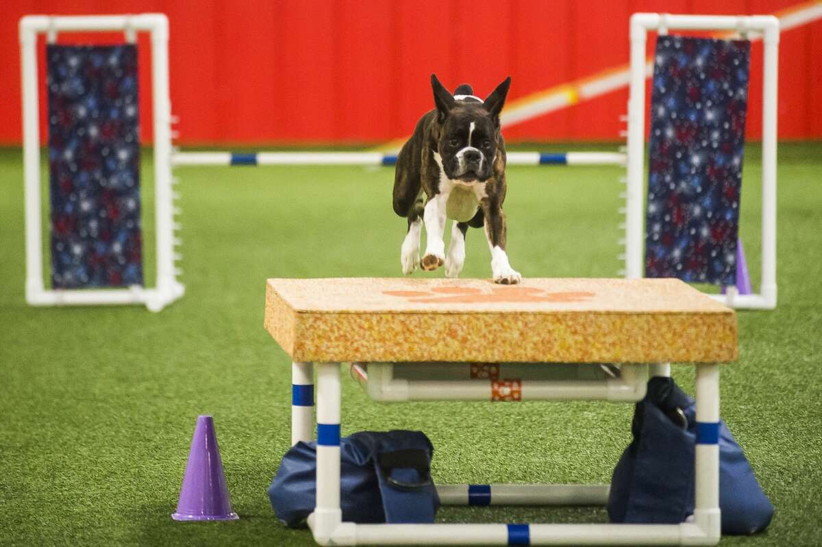 American Kennel Club agility trials at TNT Dog Center in Midland - Dec ...