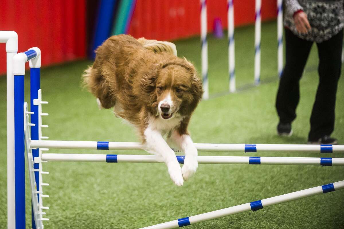American Kennel Club agility trials at TNT Dog Center in Midland Dec