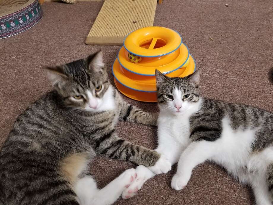 kittens to good home