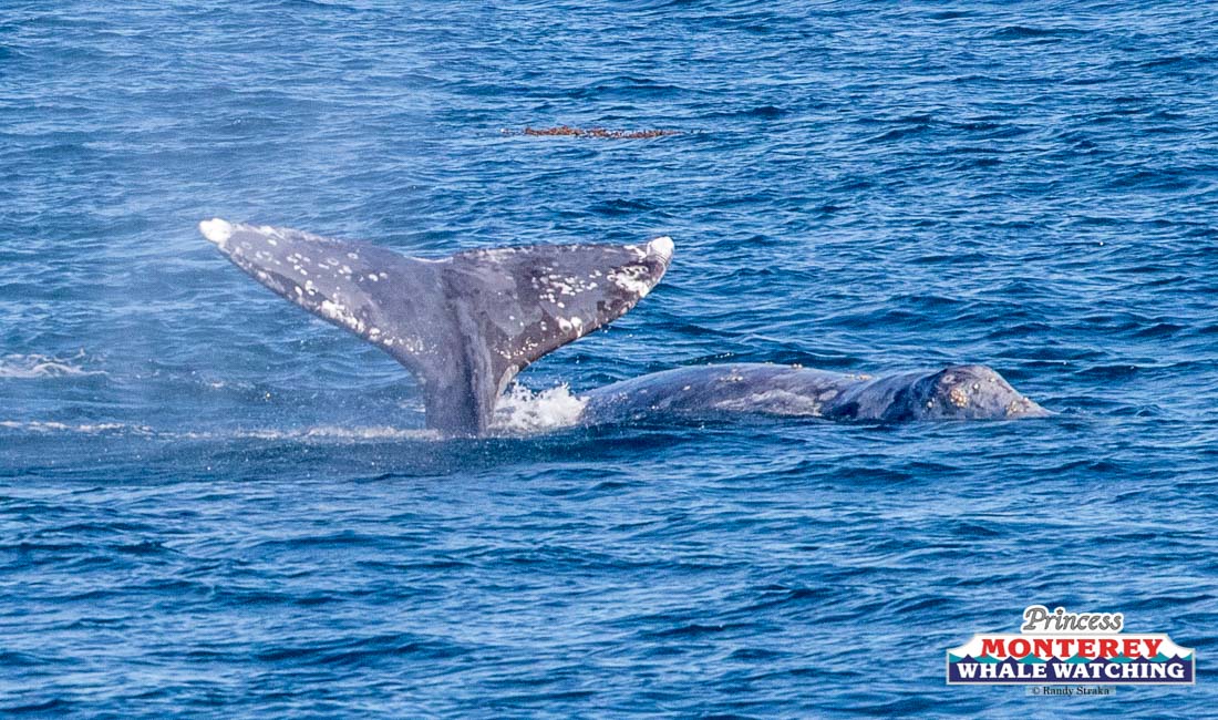 Gray whale nearly migrates into the Newport Beach Pier