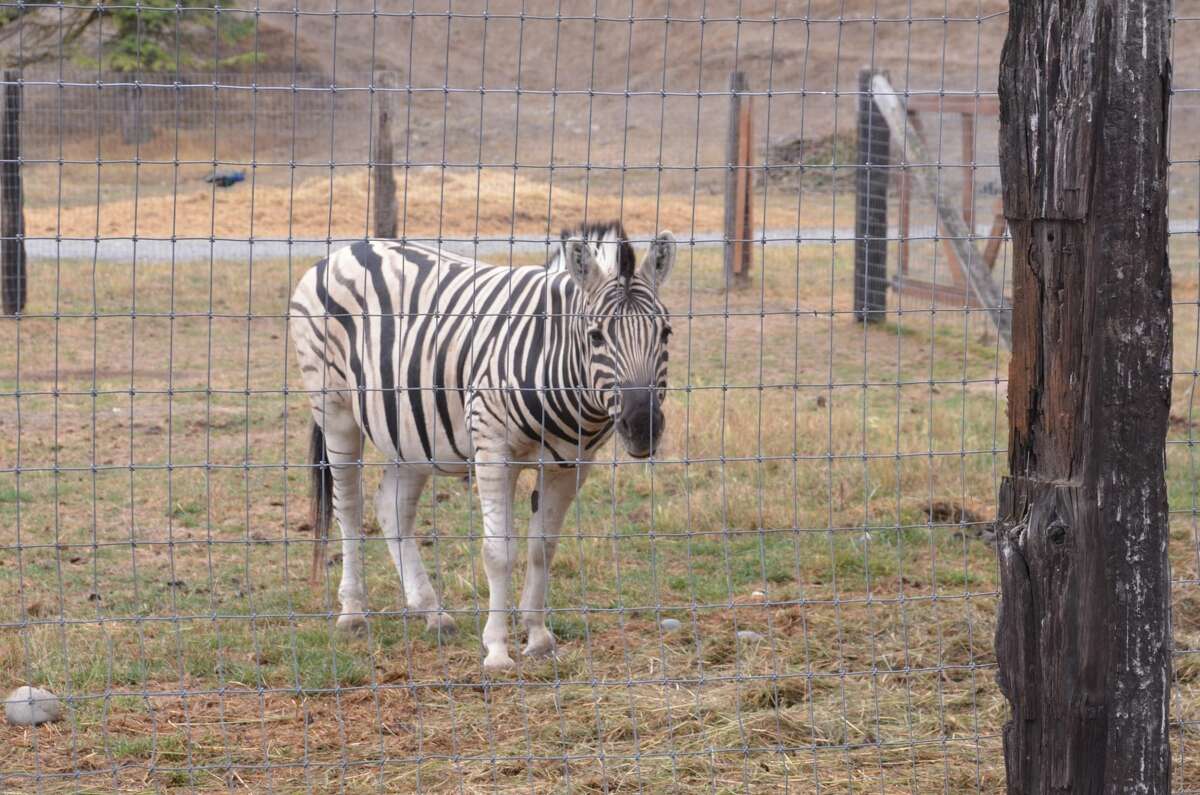 Lawsuit Sequim's Olympic Game Farm neglects, confines protected species
