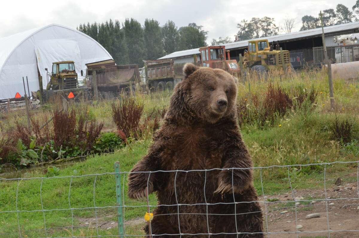 Lawsuit Sequim's Olympic Game Farm neglects, confines protected species