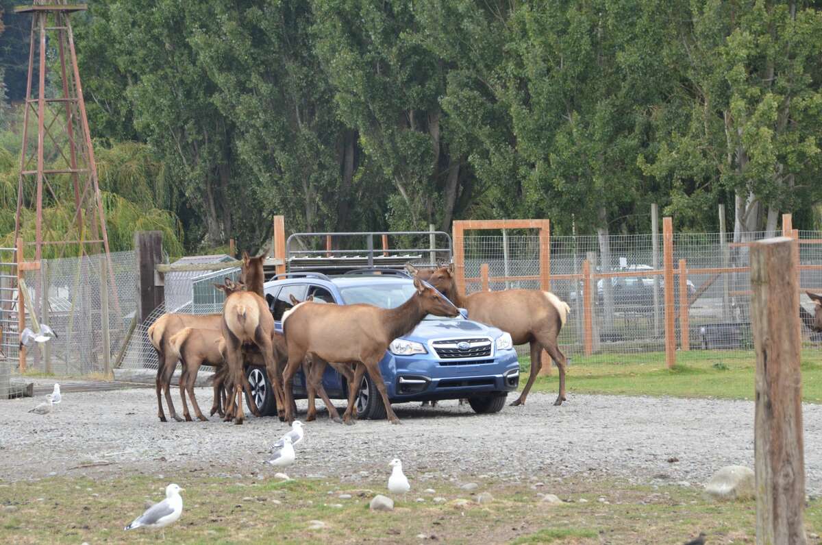Lawsuit Sequim's Olympic Game Farm neglects, confines protected species