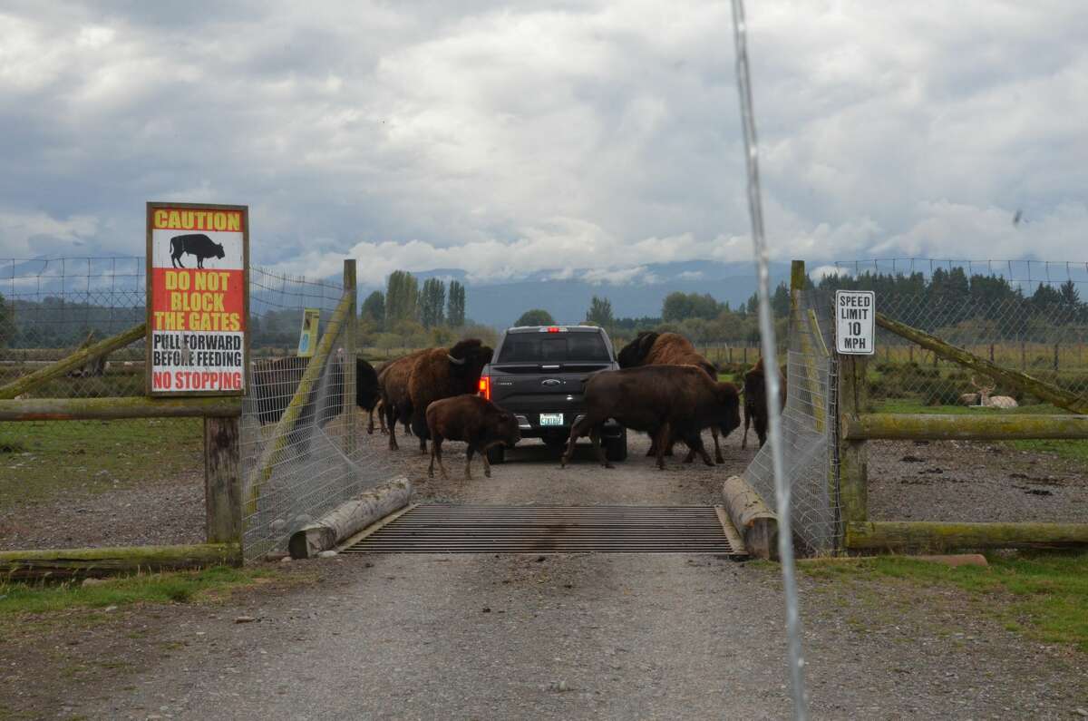 Lawsuit Sequim's Olympic Game Farm neglects, confines protected species