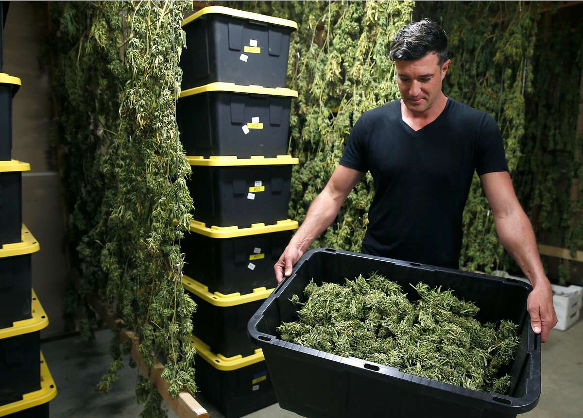 Erich Pearson holds a bin of harvested medicinal marijuana in the drying room at the SPARC cannabis farm in Glen Ellen, Calif. on Friday, July 14, 2017. Erich Pearson's expansive operation includes a field of 250 marijuana plants grown using a biodynamic method among his major cultivation of about 4,500 organically-grown plants.