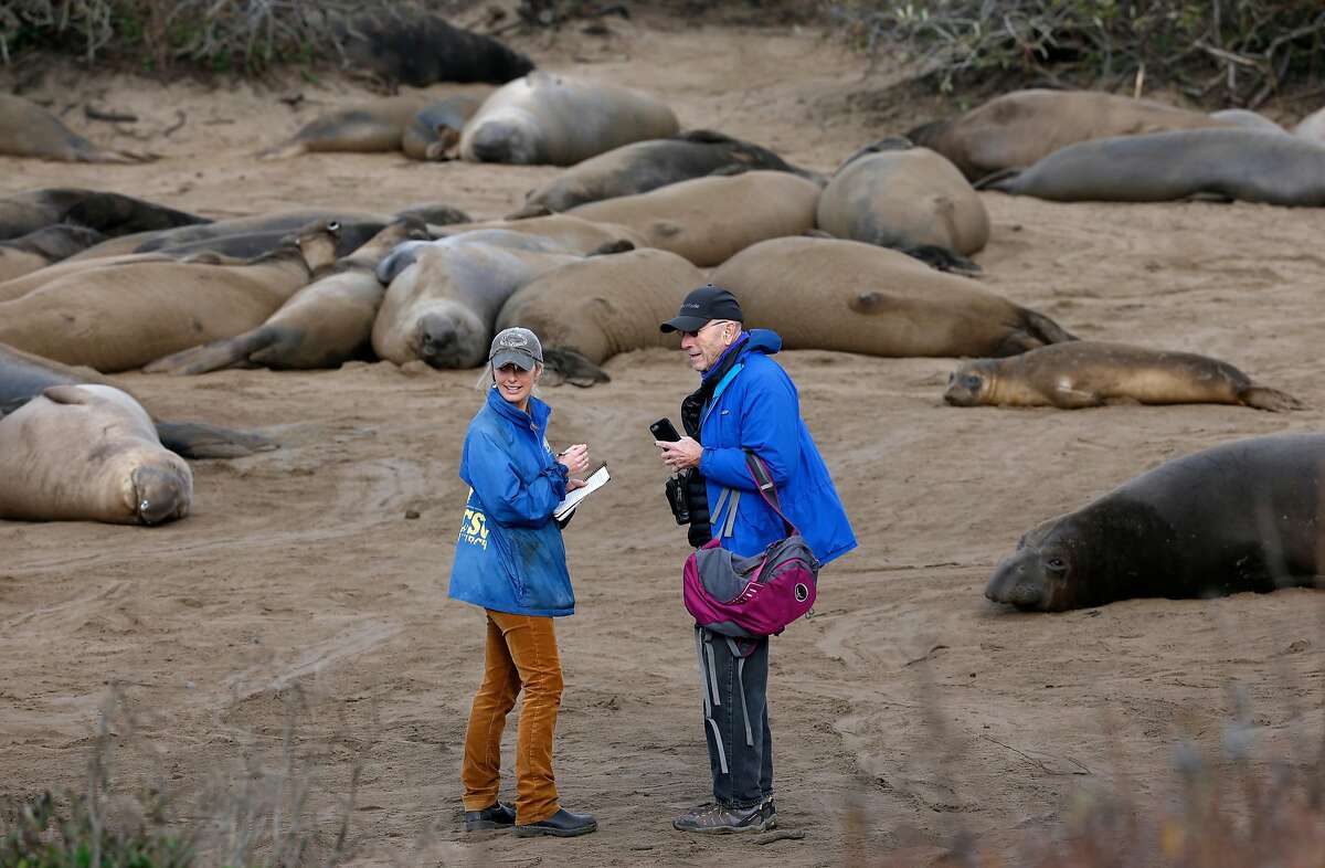 The quirky and shuffling elephant seals of California - Tiny