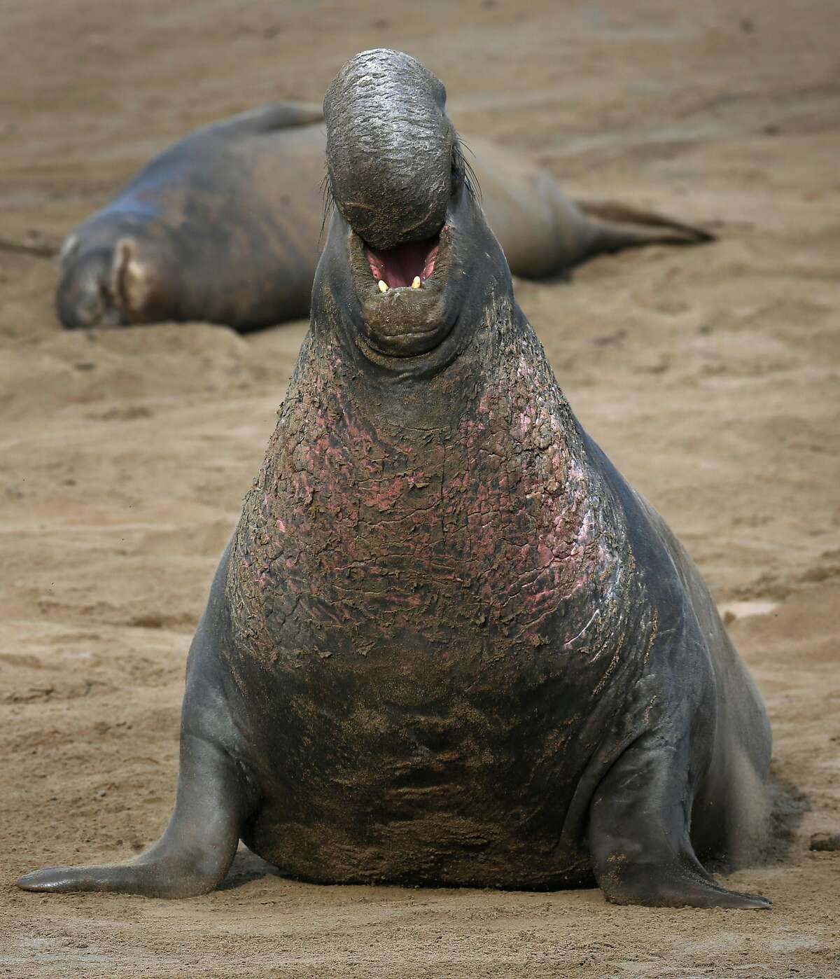 Detecting dialects in elephant seals