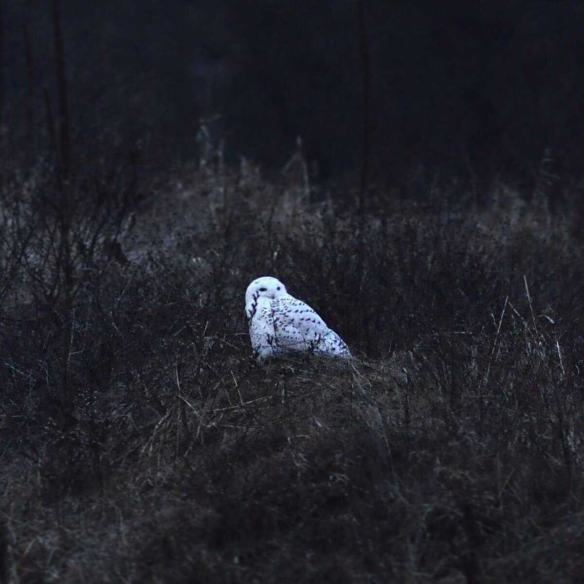 Joyce Bassett, a photographer and Times Union news editor, tried for weeks to capture an image of a snowy owl she knew to be in the area. She finally found him Wednesday, Dec. 26, 2018. And she  watched for more than an hour Thursday as he perched in a field and surveyed his terrain.
