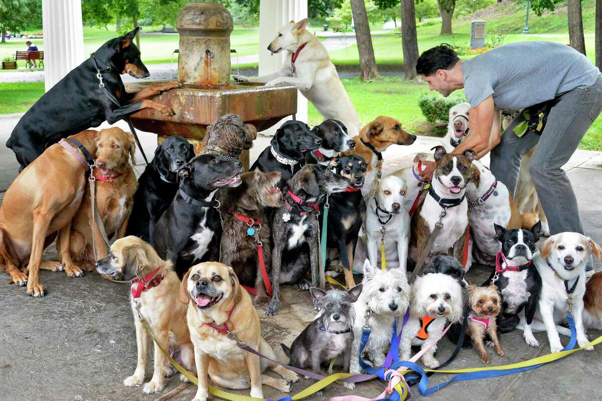 Saratoga Dog Walkers guide pack in a happier, healthier direction