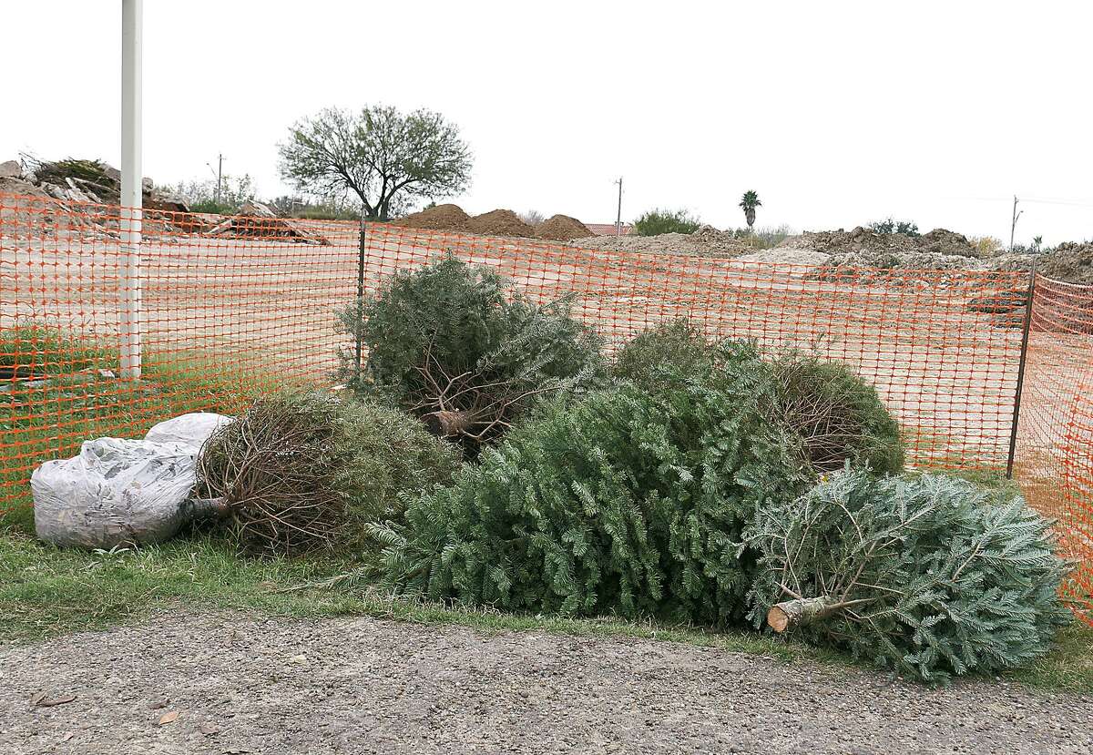 Area residents are encouraged to recycle their live Christmas trees. The city of Katy will pick up live trees left curbside beginning Monday, Jan. 7.
