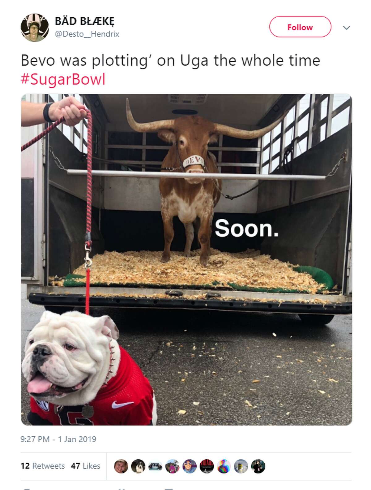 bevo and bulldog sugar bowl