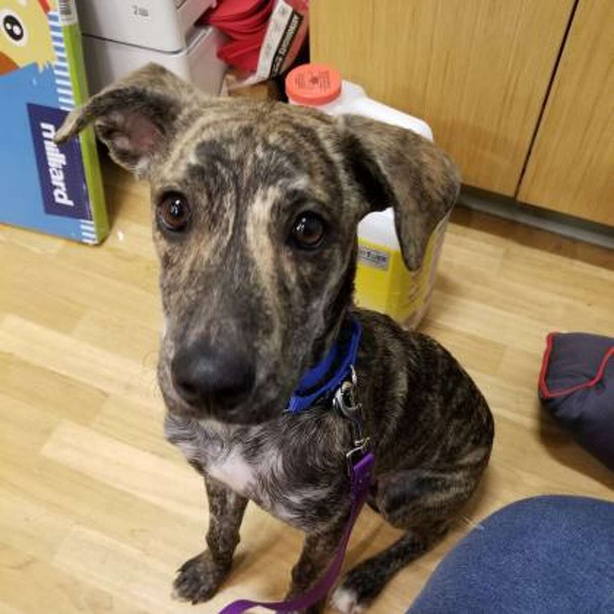 Photos: Adoptable Pets At The Mohawk Hudson Humane Society