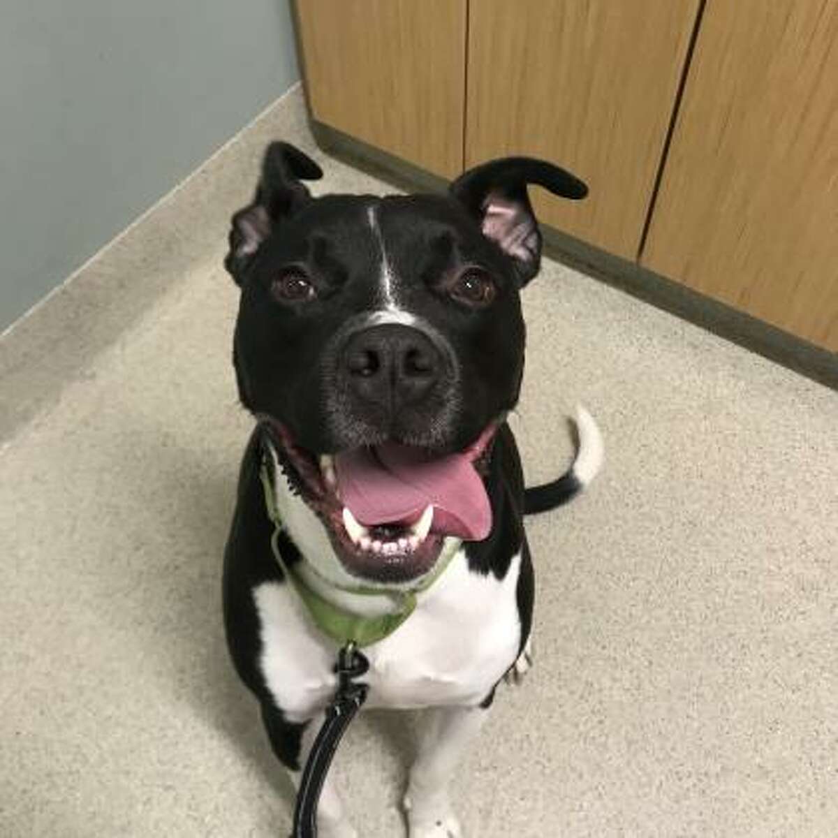 Photos: Adoptable pets at the Mohawk Hudson Humane Society