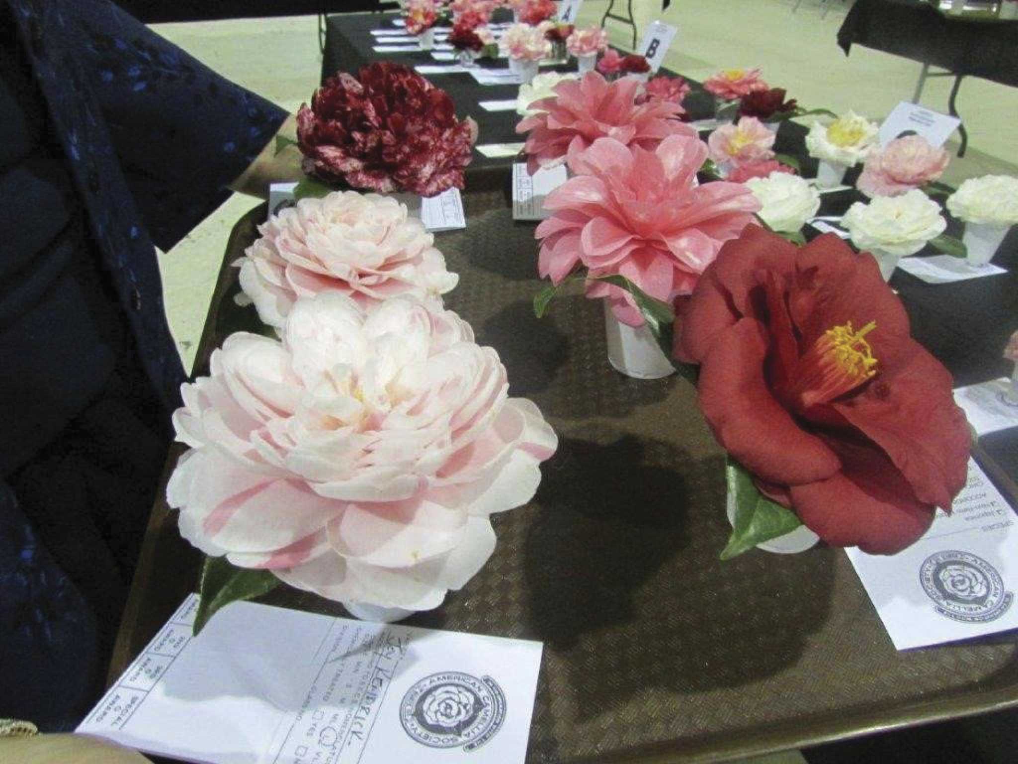Coushatta Camellia Society prepares for 48th Annual Flower Show Jan. 1213
