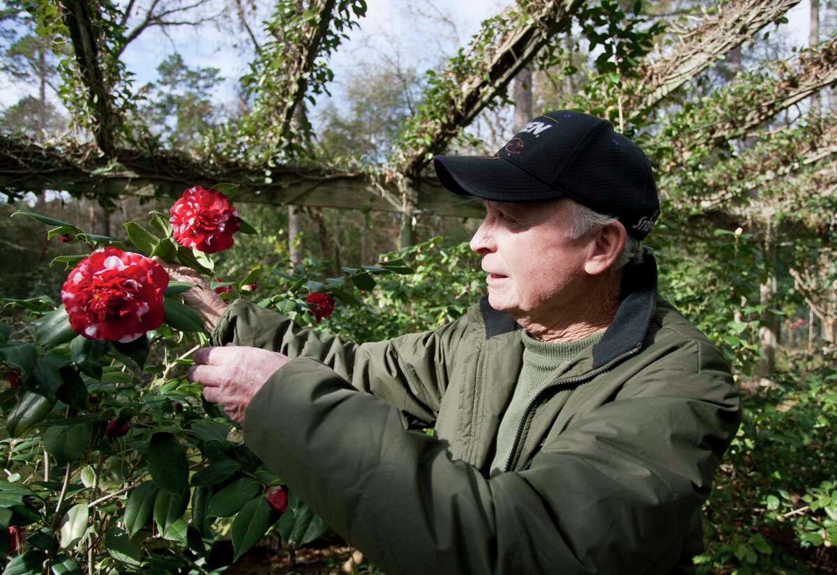 In a Courier file photo, Thomas Weeks displays one of his Camellia blooms at his home in Conroe.