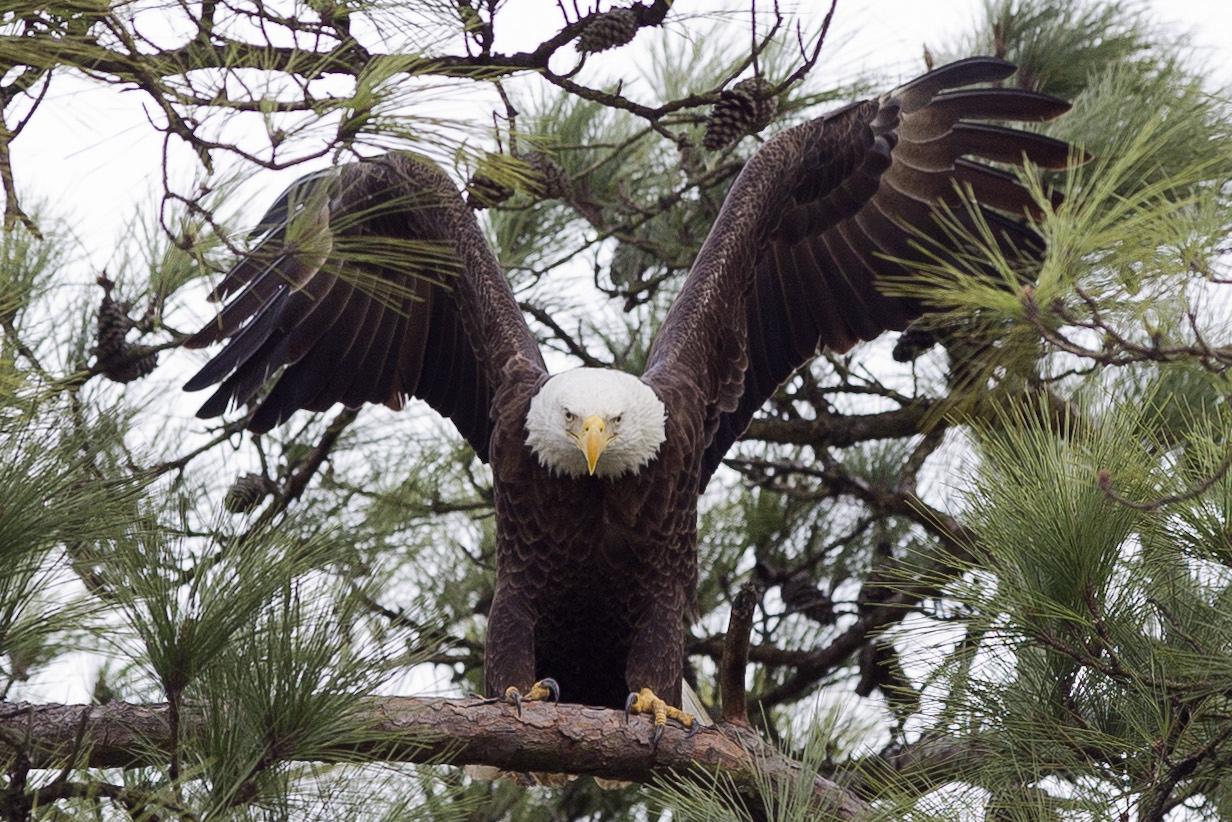 Like many Northerners, bald eagles winter in Texas