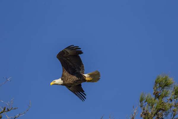 Like Many Northerners Bald Eagles Winter In Texas