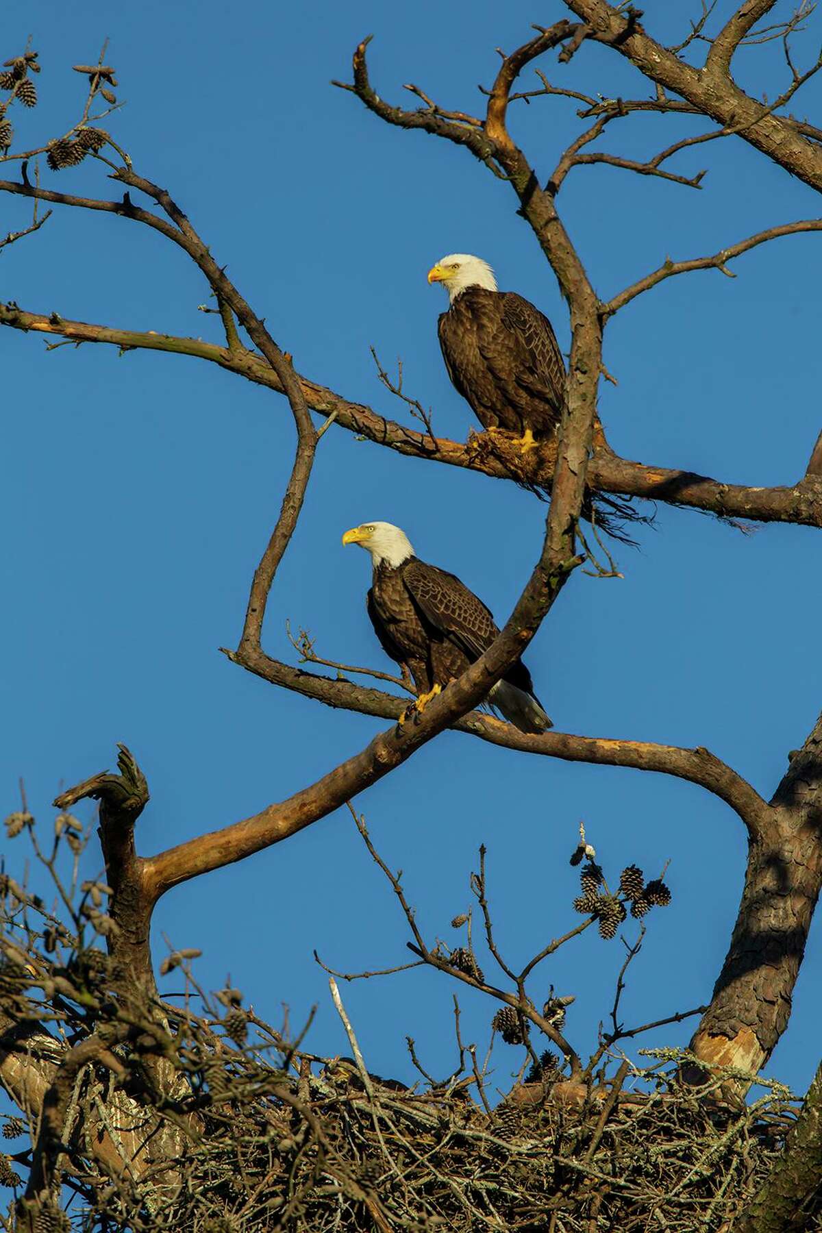 Bald eagles pairs form bonds for life. Adult birds stand 3 feet tall.