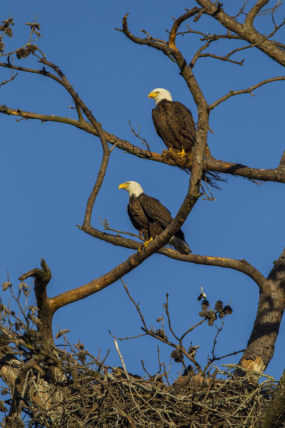 San Antonio Eagles Nest