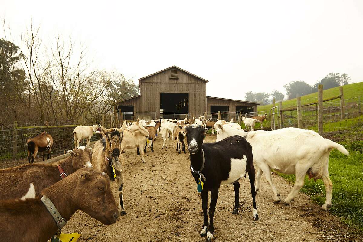 Tamara Hicks and David Jablons of Toluma Farms and Tomales Farmstead Creamery are bringing Jersey cow milk from Marin into the Dogpatch to make butter, cream cheese and a few other fresh dairy products in what could be San Francisco’s very first creamery.