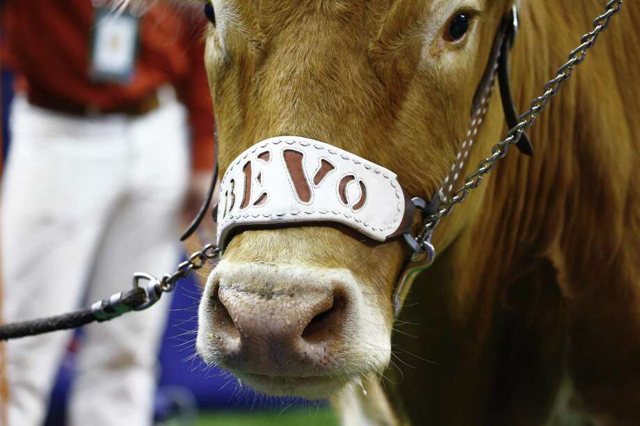 University Of Texas Mascot >> University Of Texas Says Mascot Bevo Here To Stay Despite Insurance University Of Texas Mascot >> University Of Texas Says Mascot Bevo Here To Stay Despite Insurance