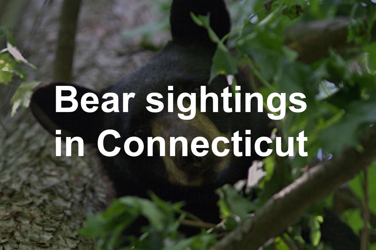 Connecticut Bear Sightings 2018 By The Numbers 1934