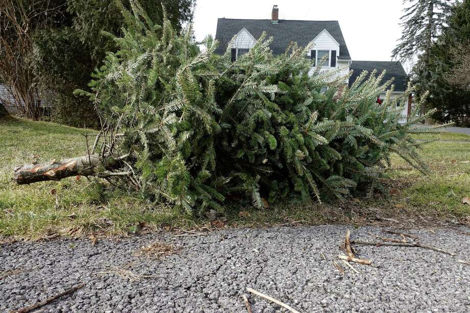 Christmas Tree Season Underway NewsTimes